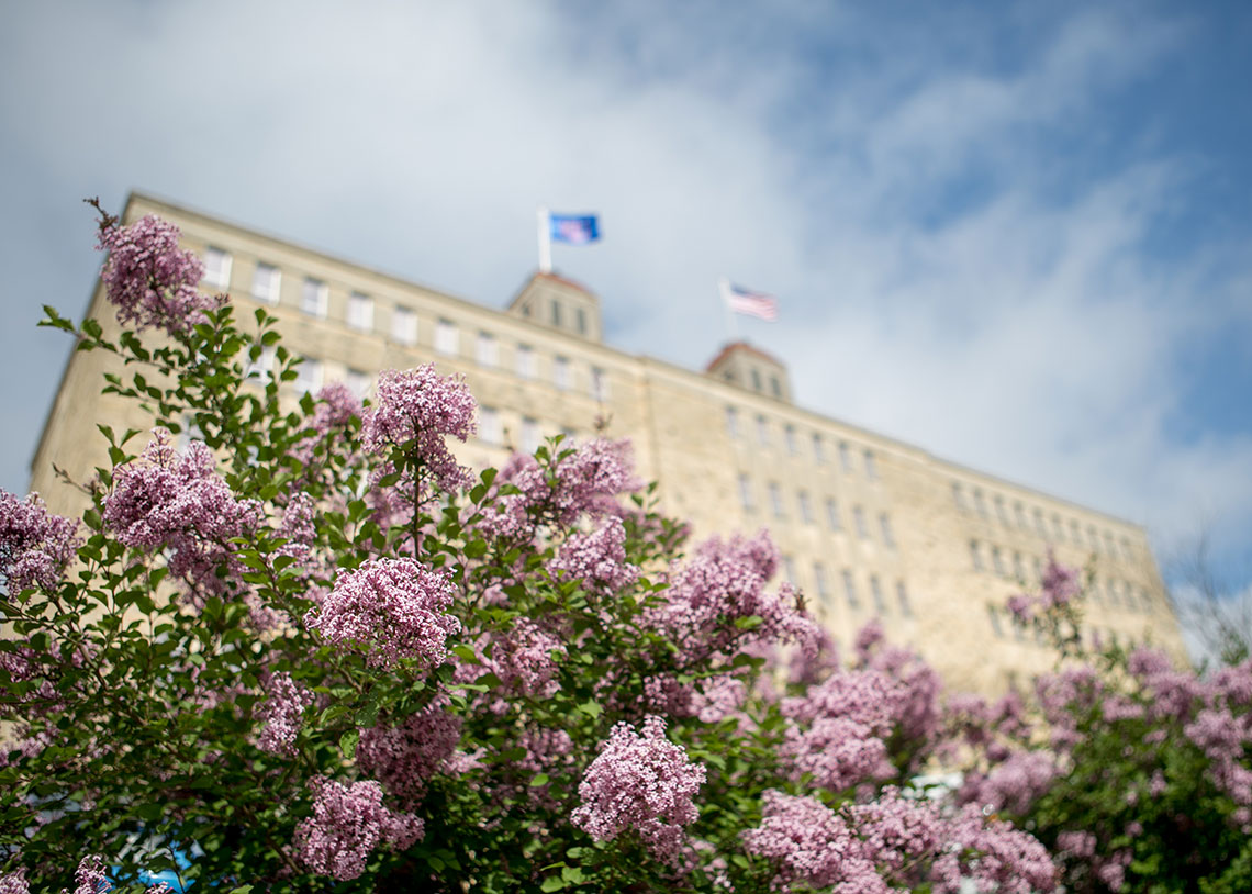 Lilacs short from a low angle in the foreground, Fraser Hall in the background out of focus